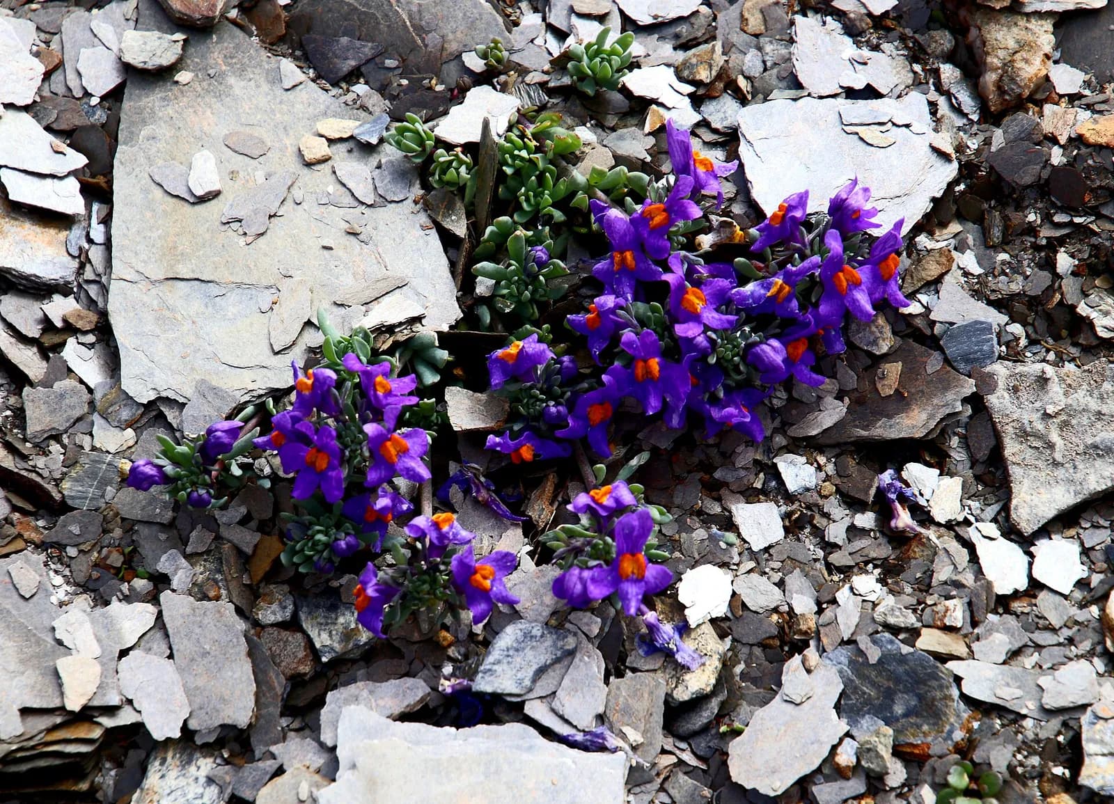 Tour del Monte Bianco — Tappa 11: Les Contamines-Montjoie → Les Chapieux